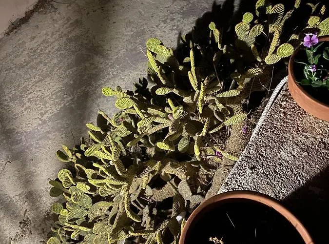 Marina Castellana Ii Daire *